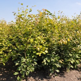 Fagus sylvatica 150-175 cm vanaf november leverbaar